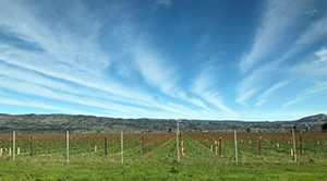 Wine Country: Napa Valley